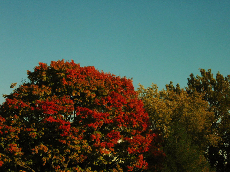 autumn colors 2