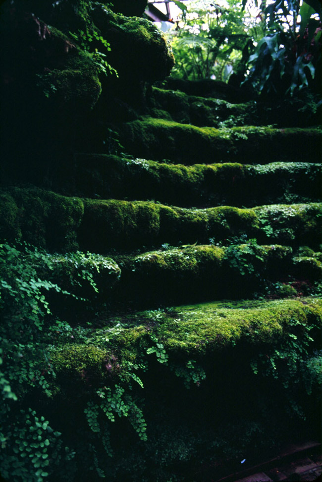 mossy steps