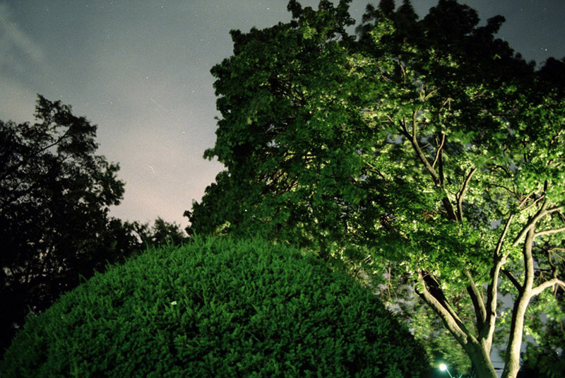 night greenery 1