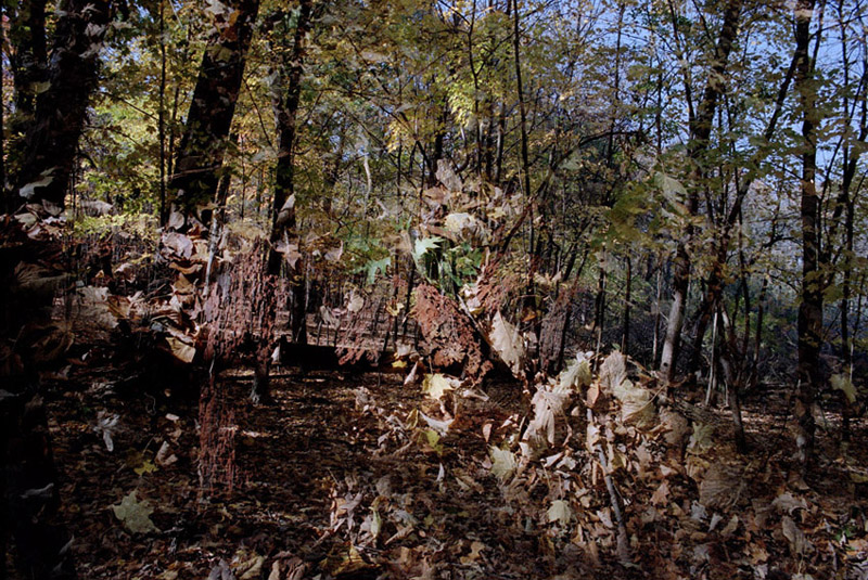 double exposure in woods