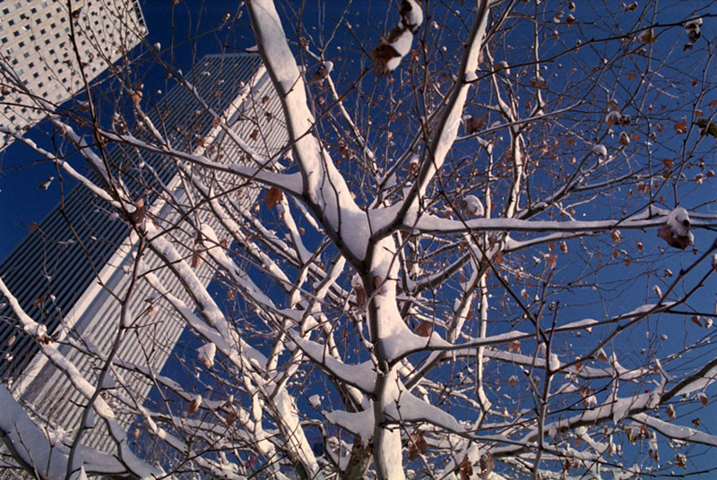 snowy branch and aon