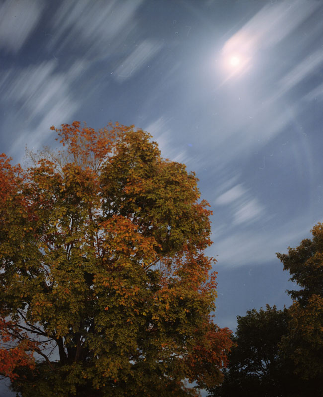 autumn trees and moon 4