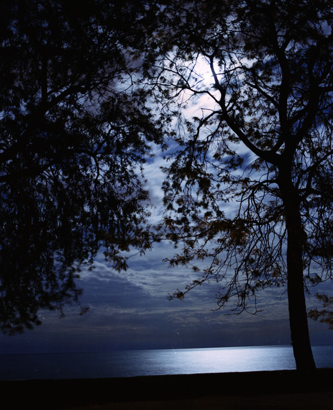 trees, lake and moon