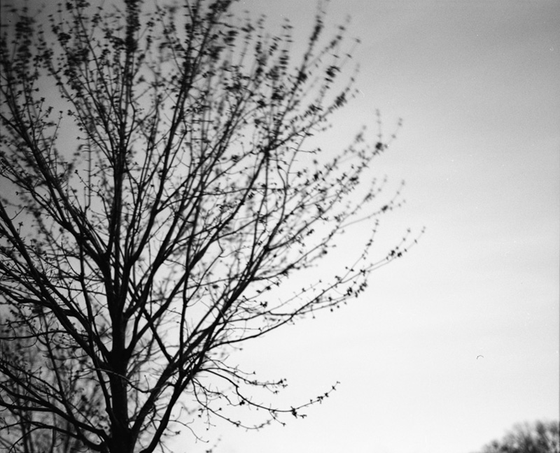 branches in the wind