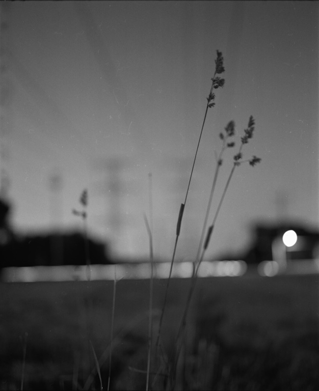 tall grass and power lines