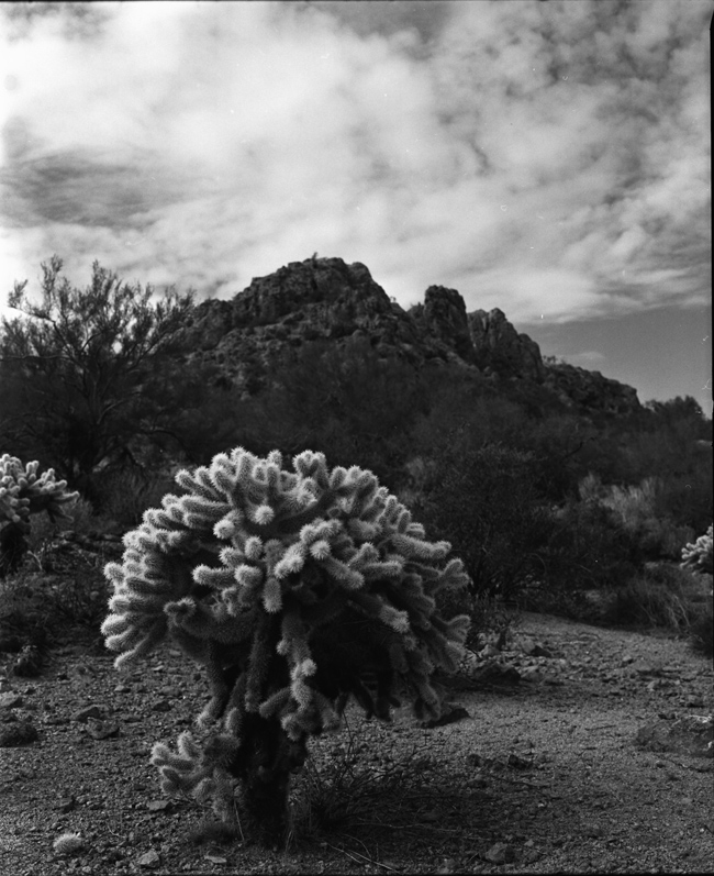 cactus and clouds 2
