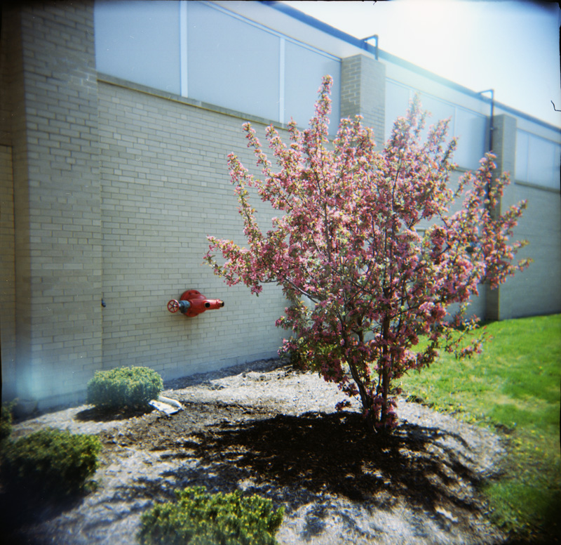 standpipe and blooming tree
