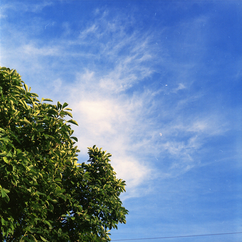 tree and clouds 1