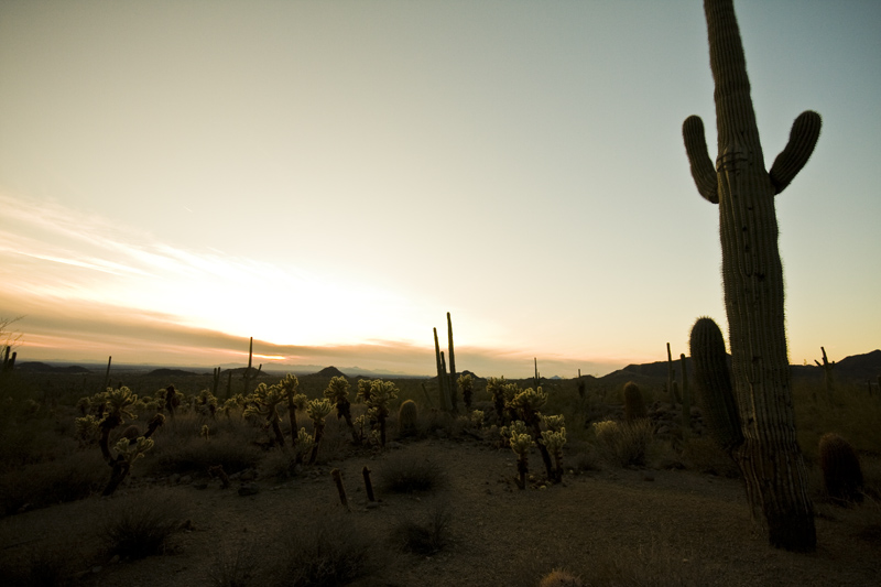cacti and sunset