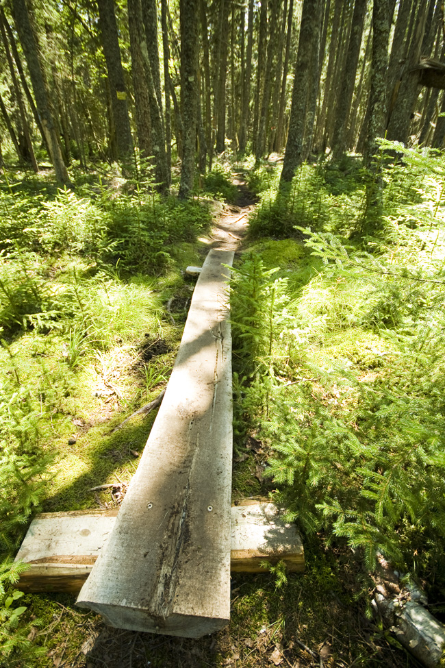 Path on Great Cranberry Island
