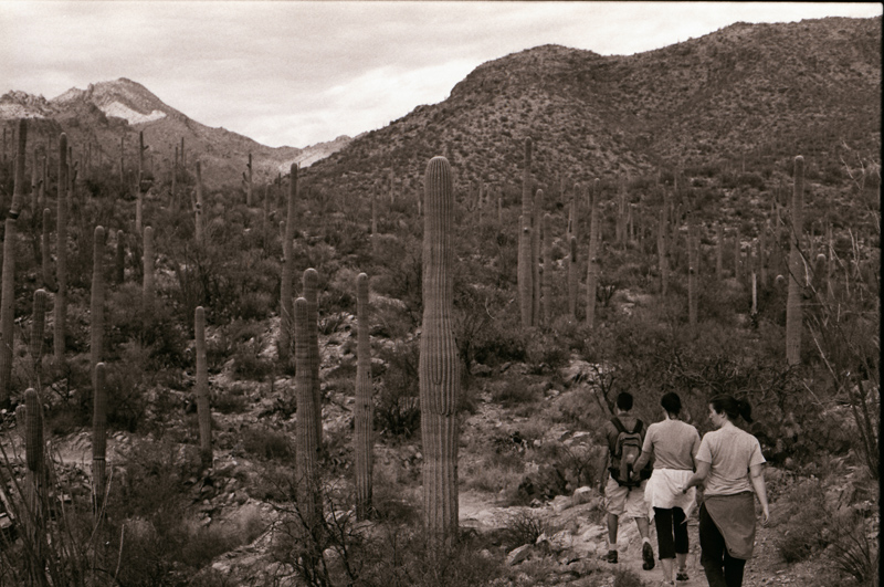 Path Through Saguaros