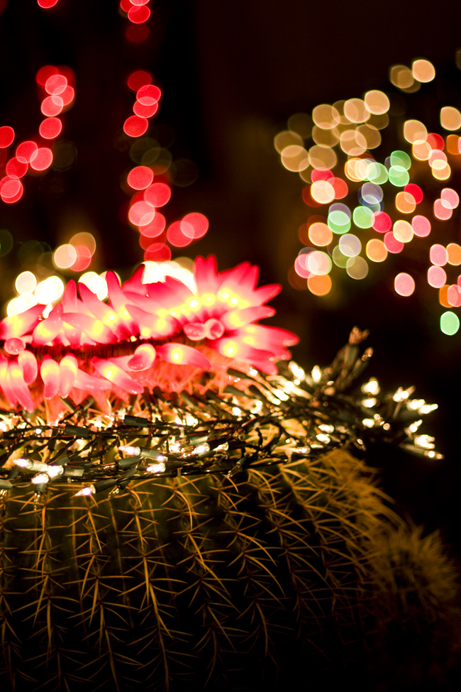 Christmas Lights on a Cactus