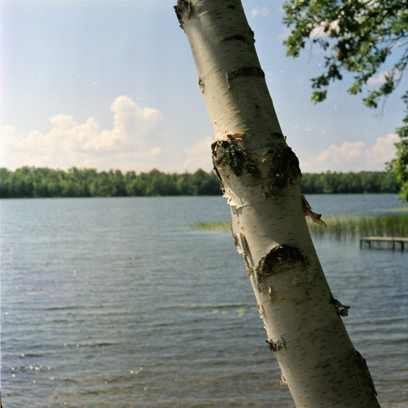 Birch and Lake