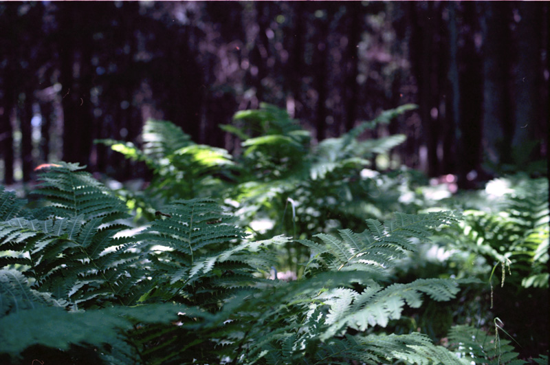 Ferns in Forest 2