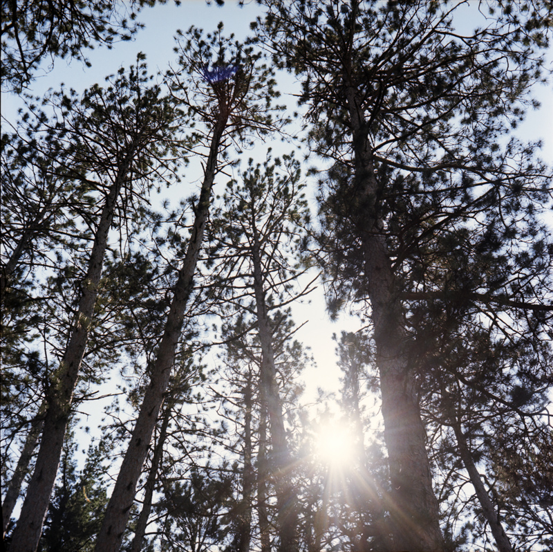 Sun Through the Tall Pines