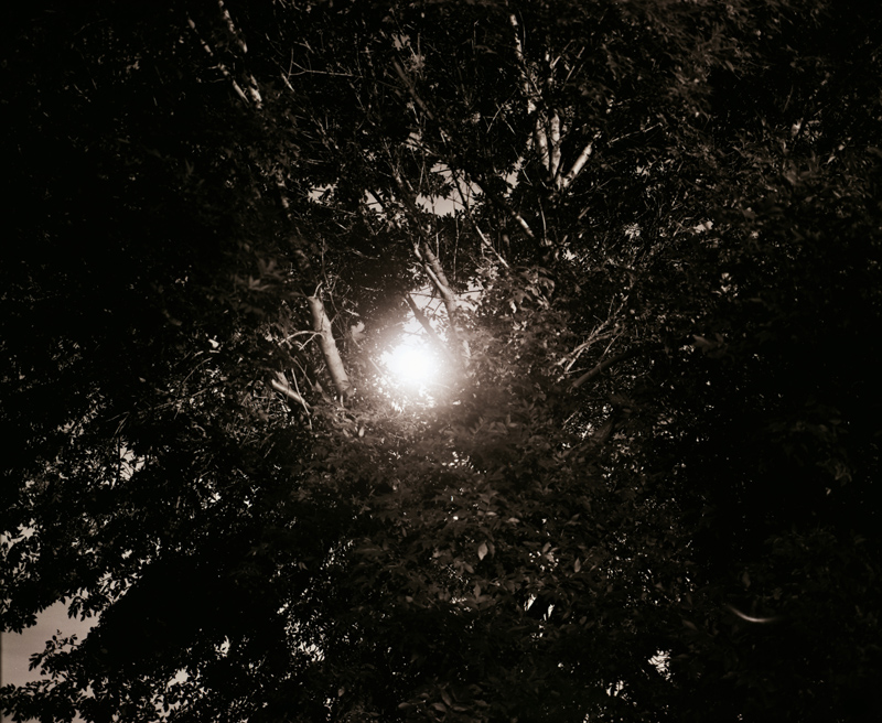 Moon Through the Leaves and Branches