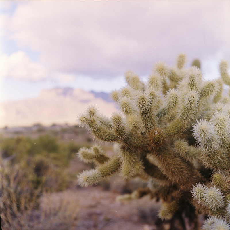 Cacti in the Superstition Mountains 2