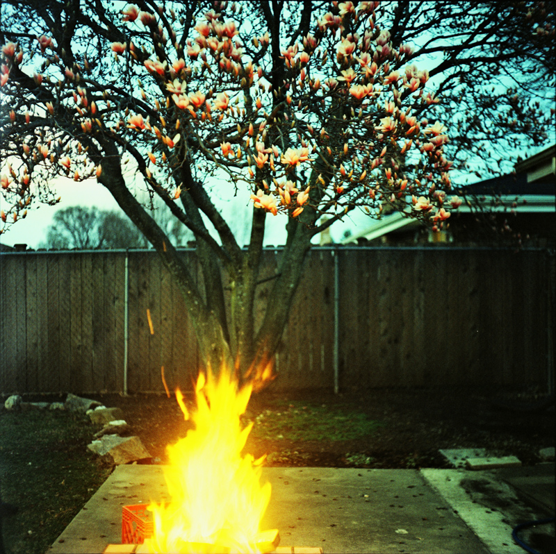 Firepit and Tree
