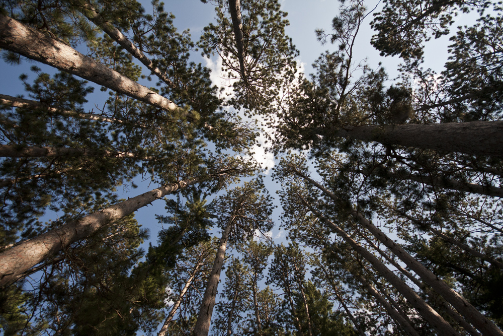 Tall Pine Treetops