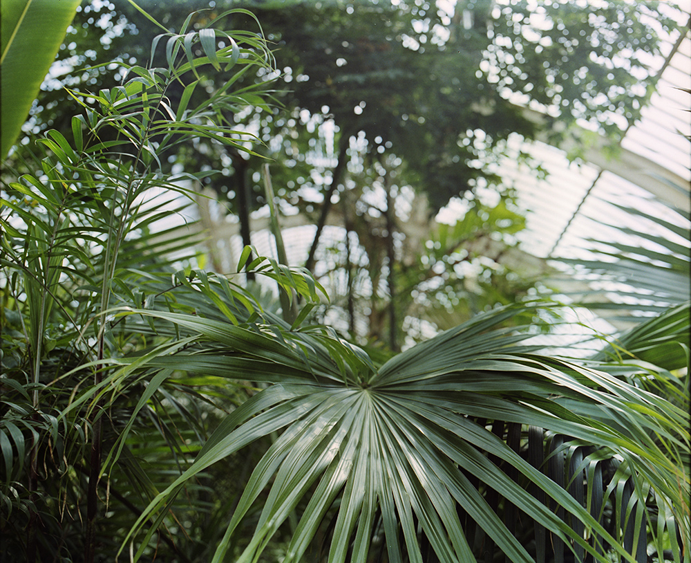 Kew Palms