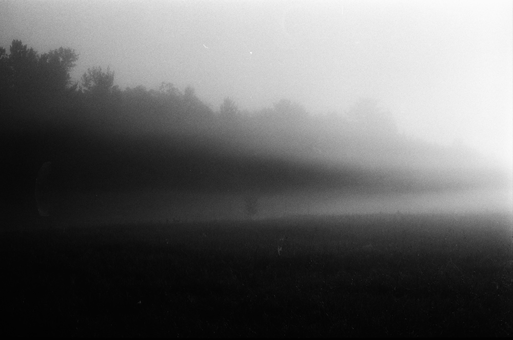 Treeline in Fog