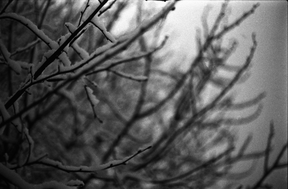Snow on Branches 3
