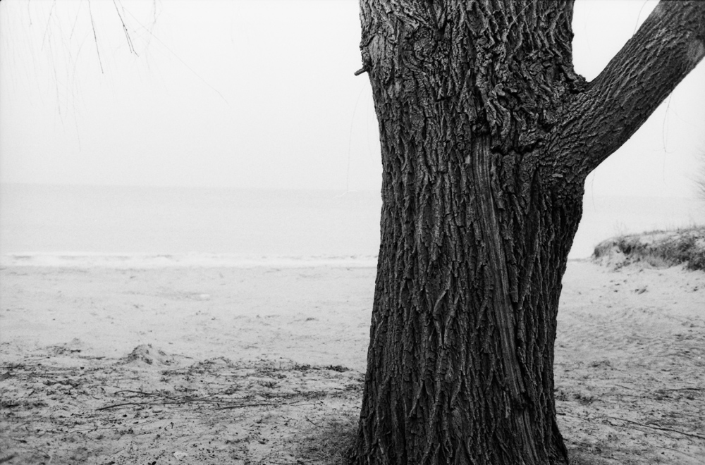Tree and Lake Michigan