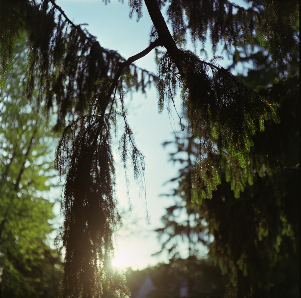 Sun Through a Pine Branch