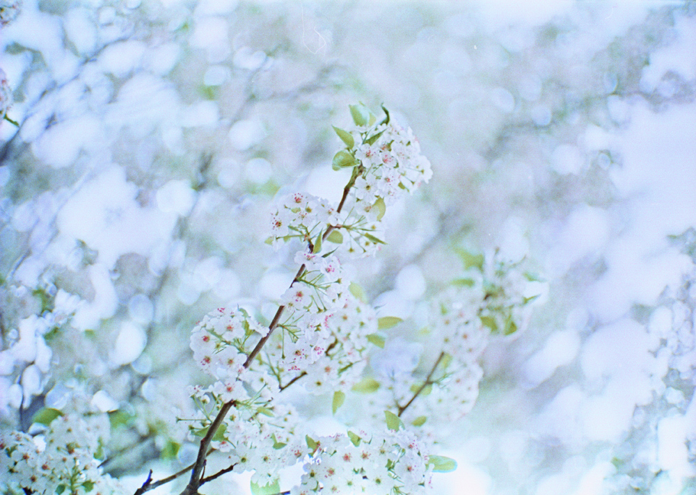 Blossoming Tree in White