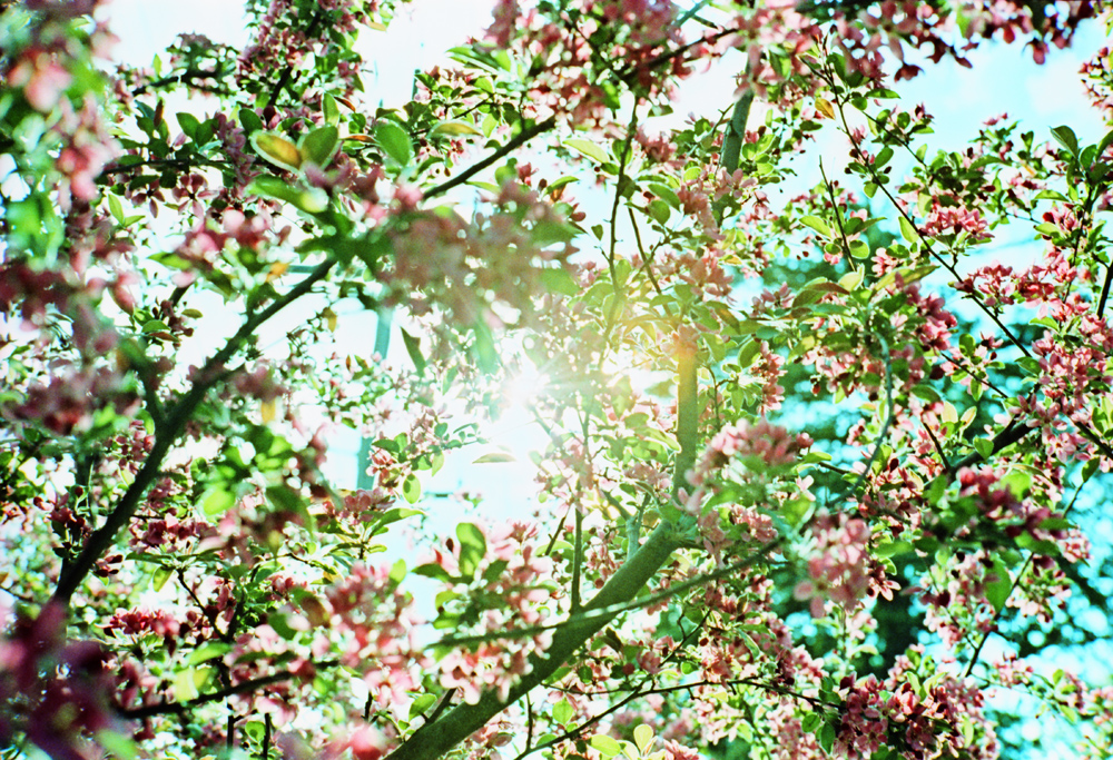 Sun Through Blossoming Tree 1