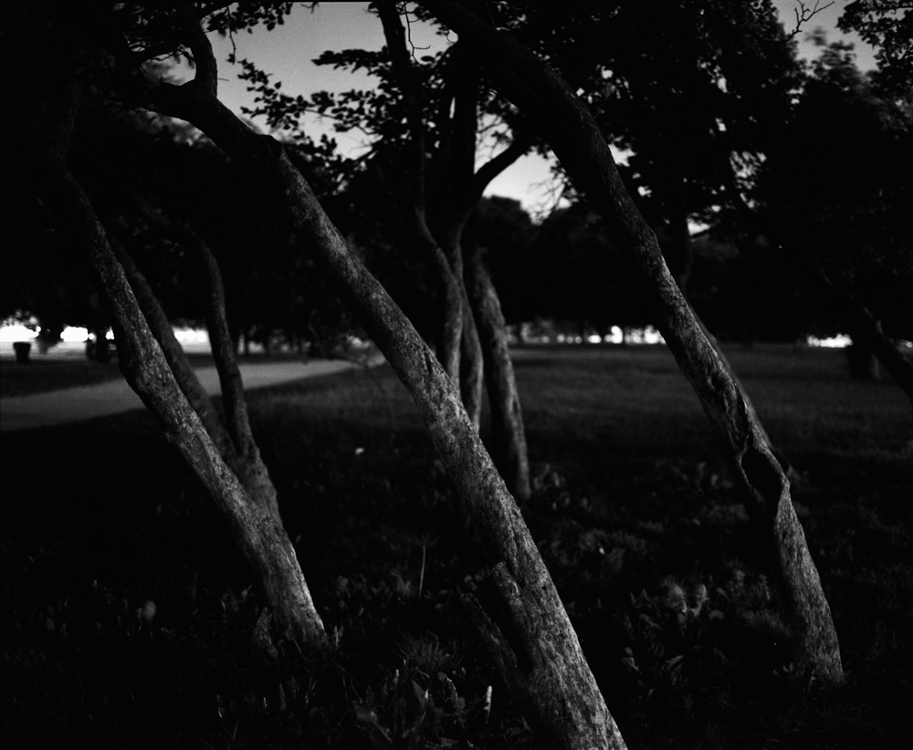 Tree Trunks at Night