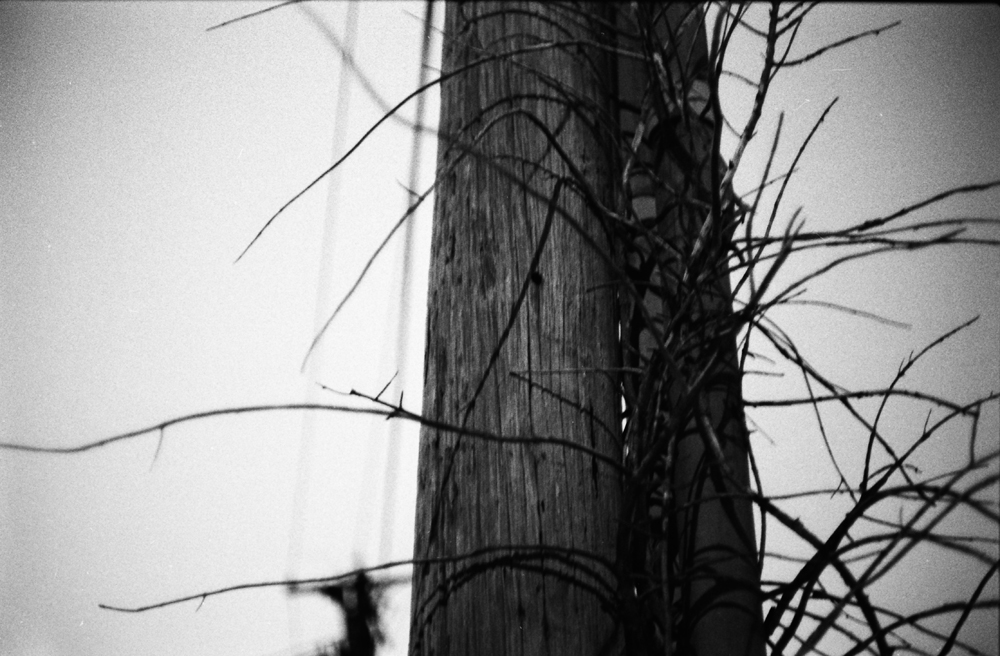 Twigs and Telephone Pole