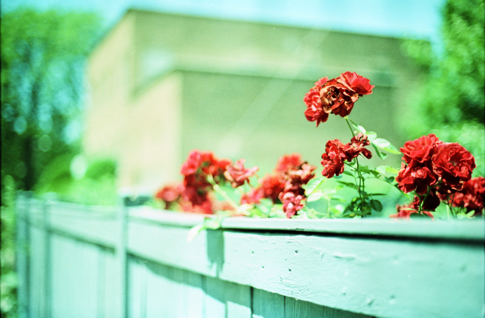 Flowers on a Fence
