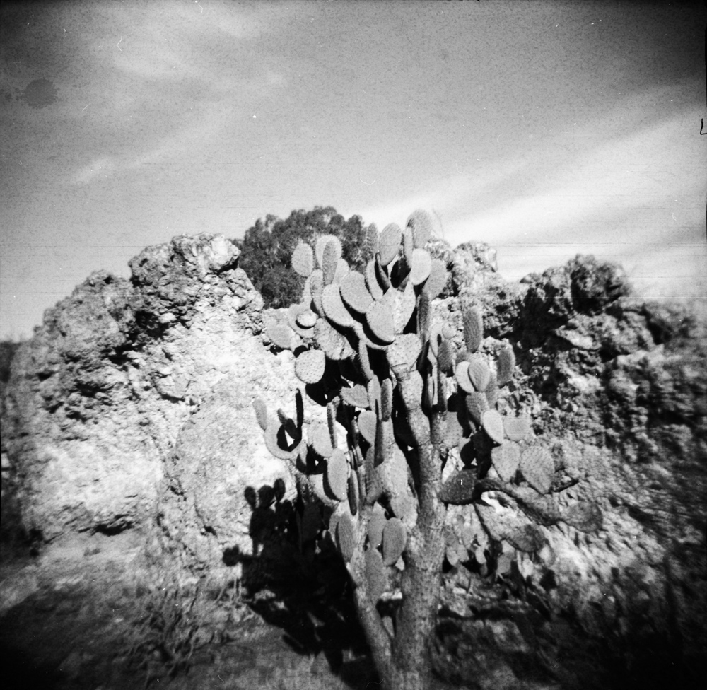 Cacti and Rocks