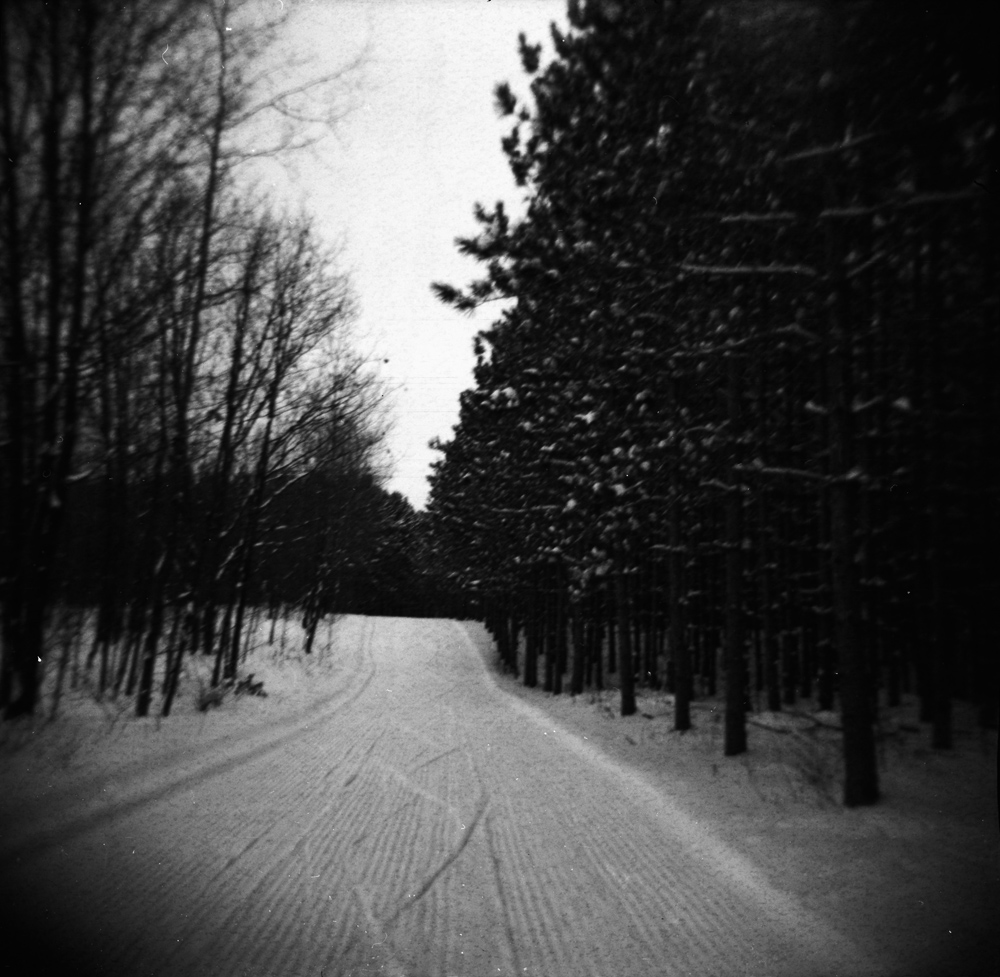 Skiing Through Pines 1