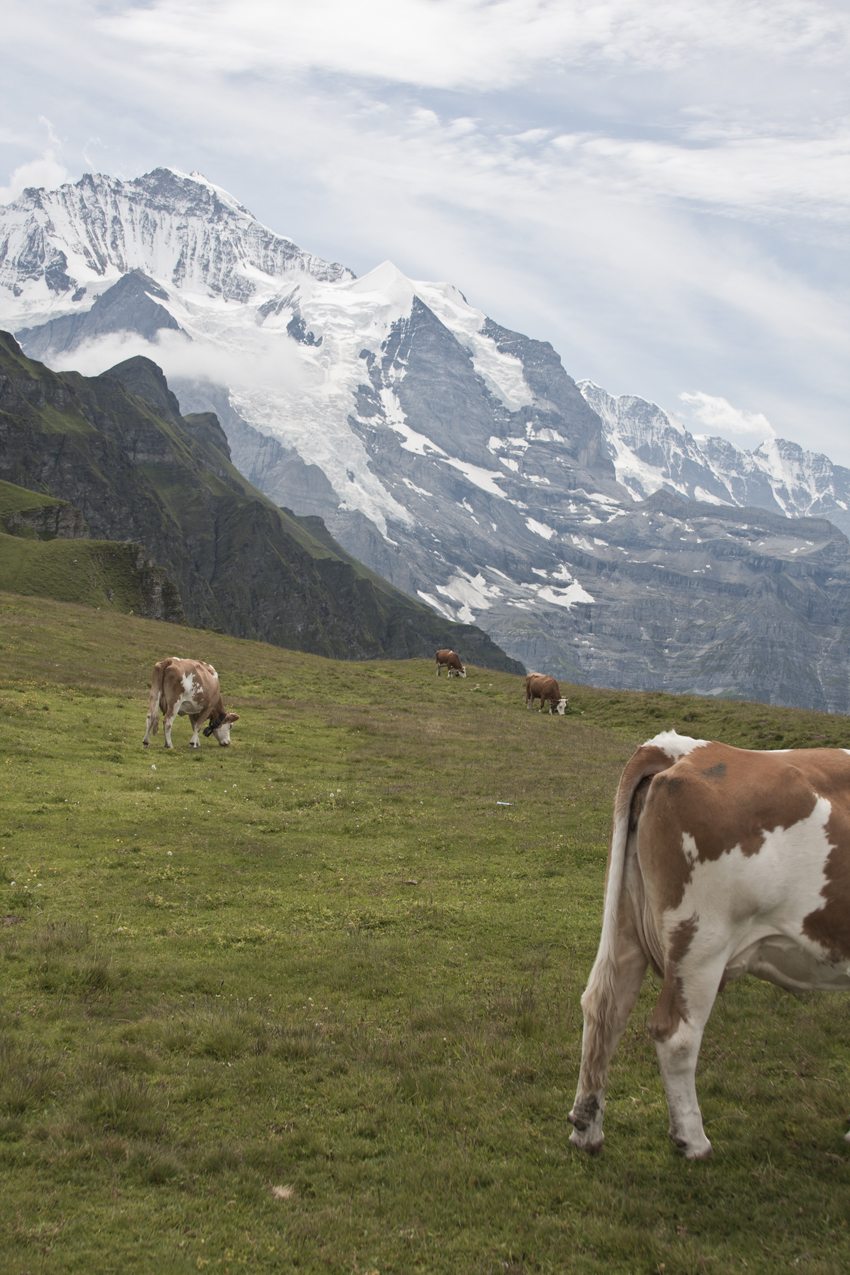 Cows in the Mountains