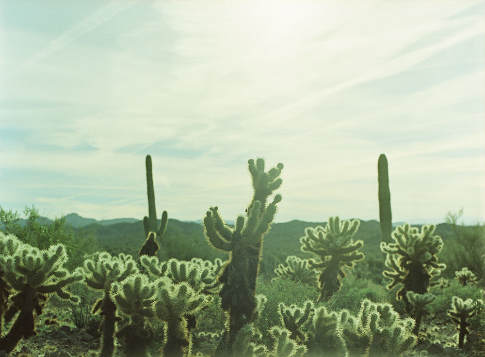 Cacti and Sun