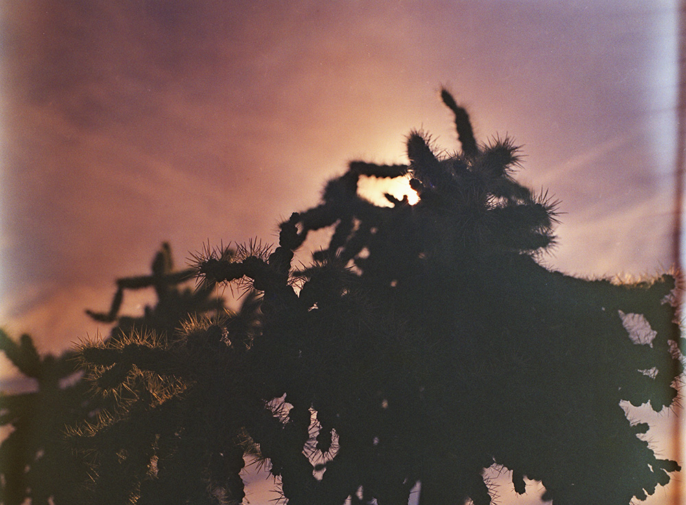 Sun Behind a Cactus