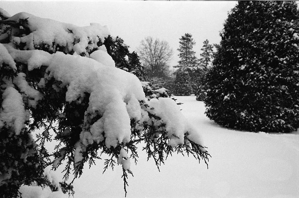Snow-Covered Pine Branches 3
