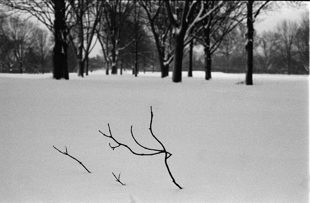 Branch in the Snow