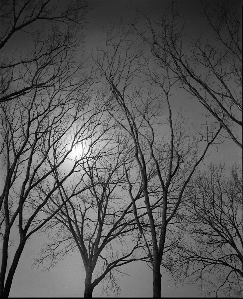Treetops and Moon 1
