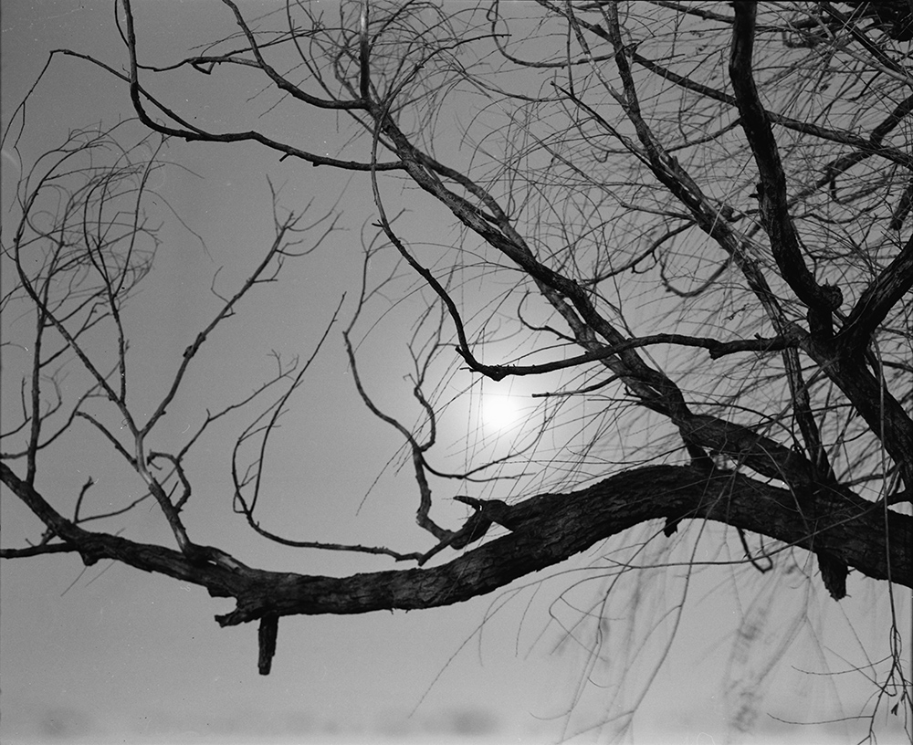 Branches and Moon