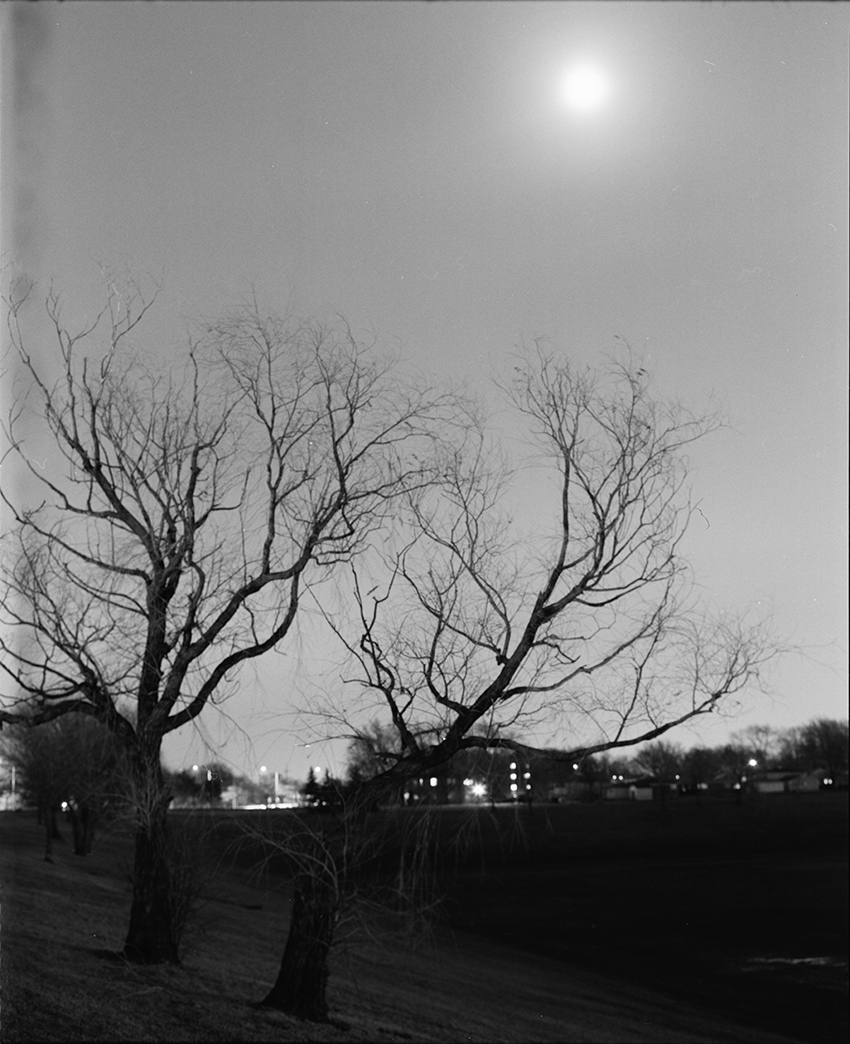 Trees on a Hill and Moon