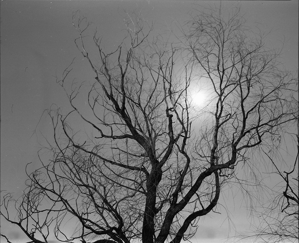 Treetops and Moon 3