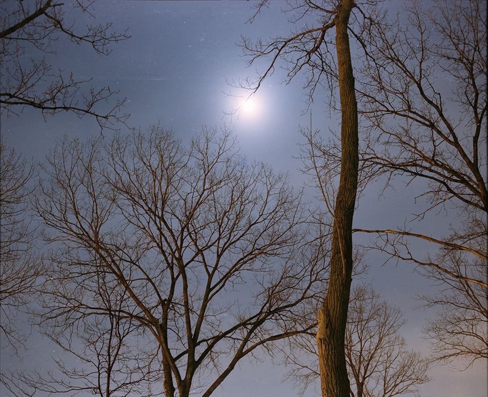 Treetops and Moon 4