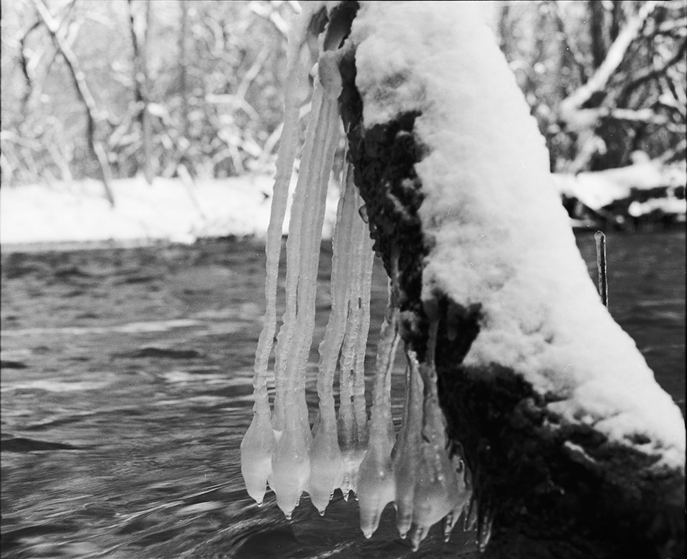 Icicles Along the River