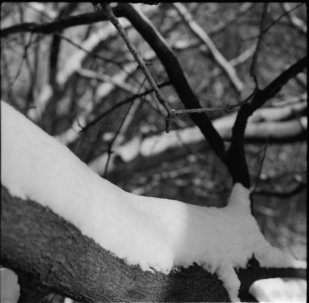 Snowy Branches Along the River 1