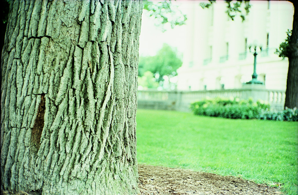 Tree Trunk at the Capitol
