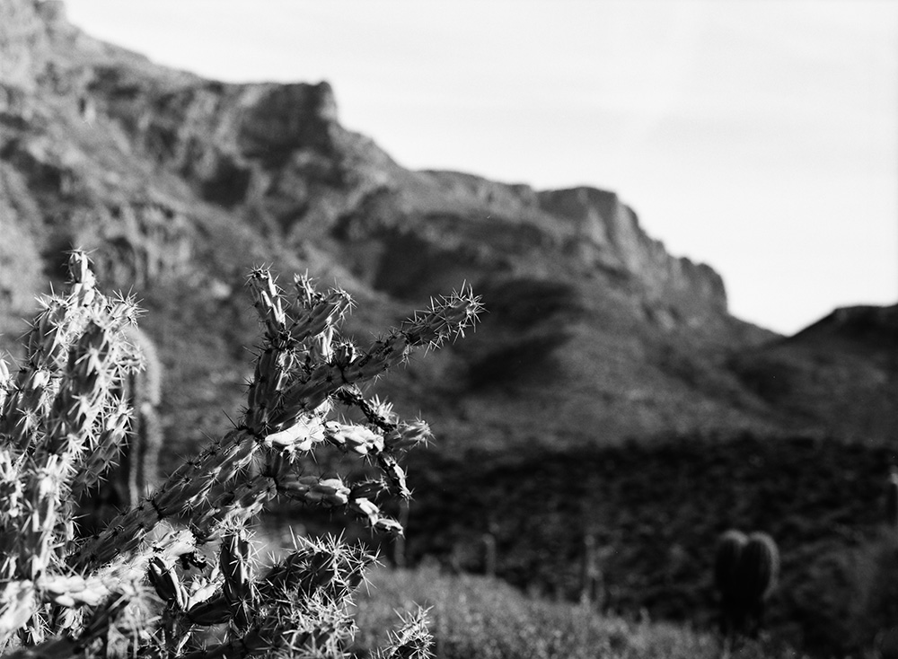 Cacti and Superstition Mountains 1