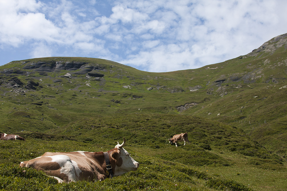 Cows Relaxing in the Mountains